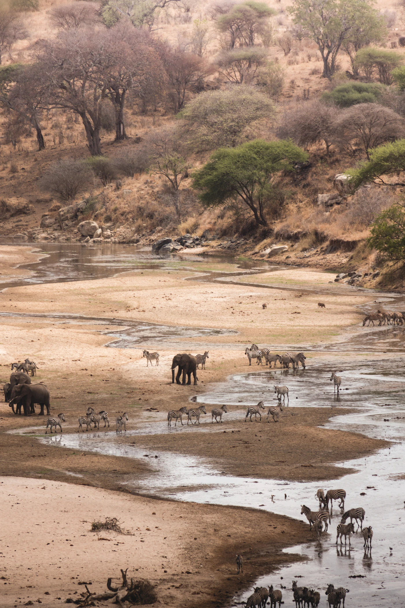 Wildlife gathering at a dry riverbed