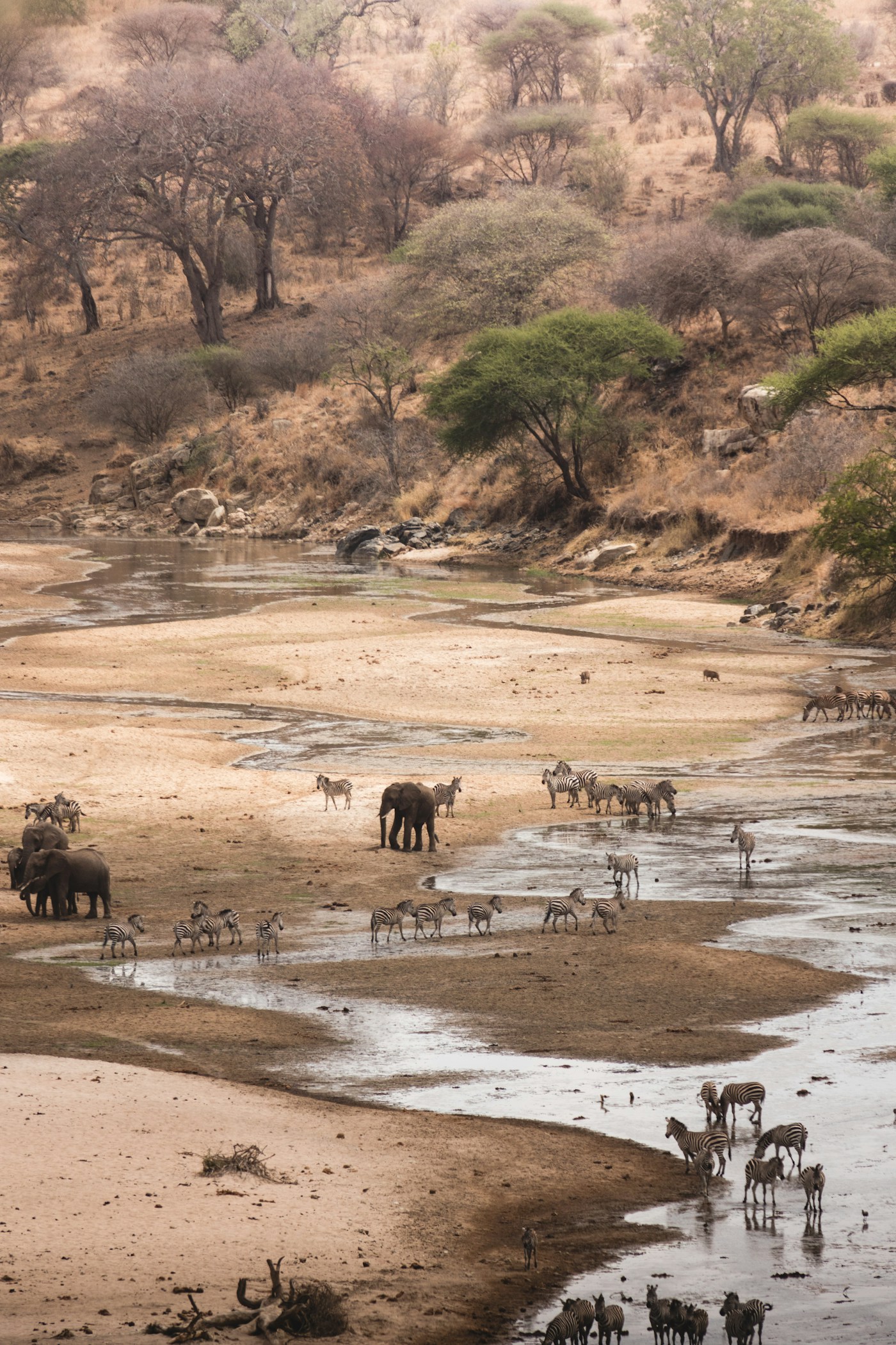Game trails converging on the Tarangire River
