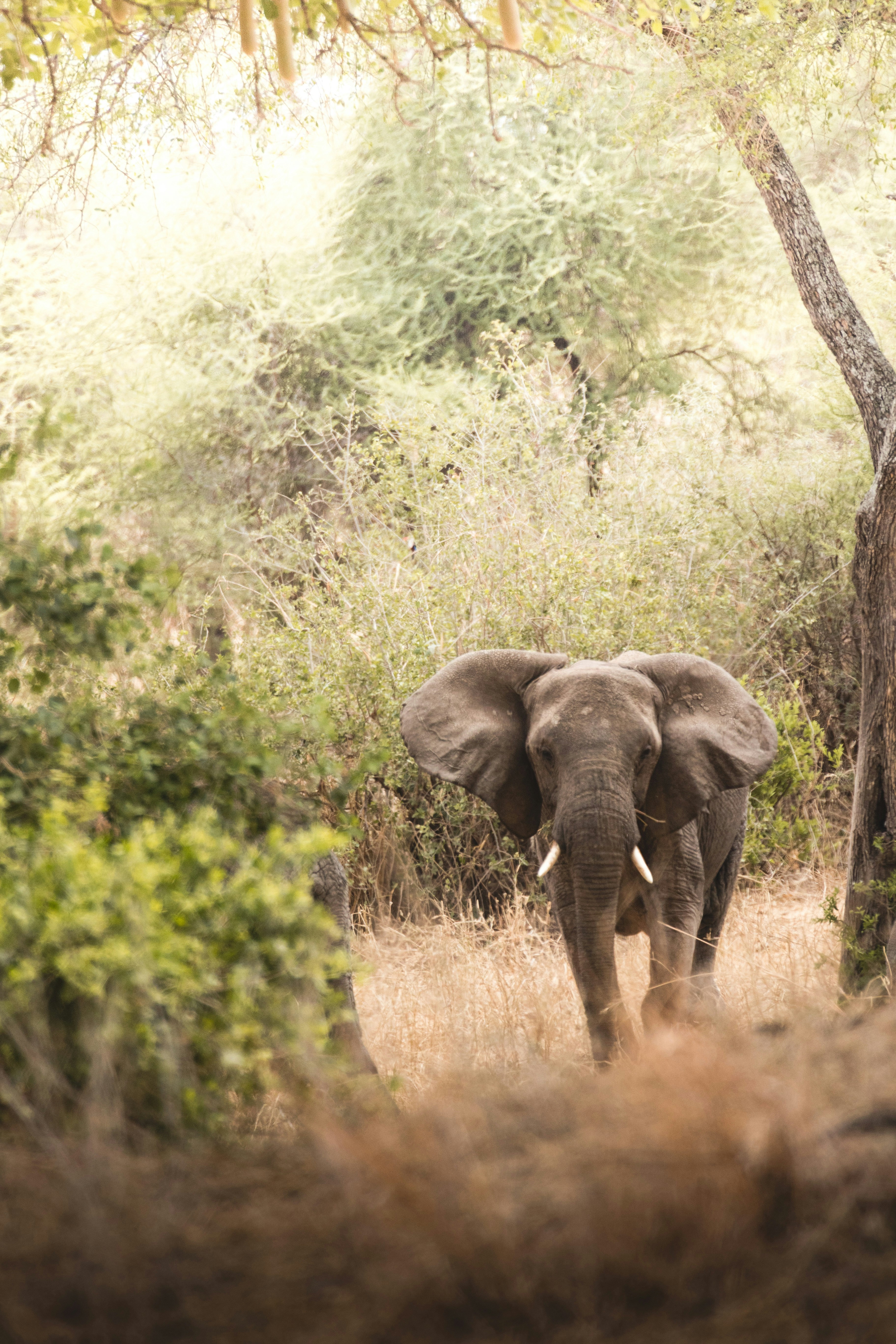 an elephant is walking through the brush near a tree