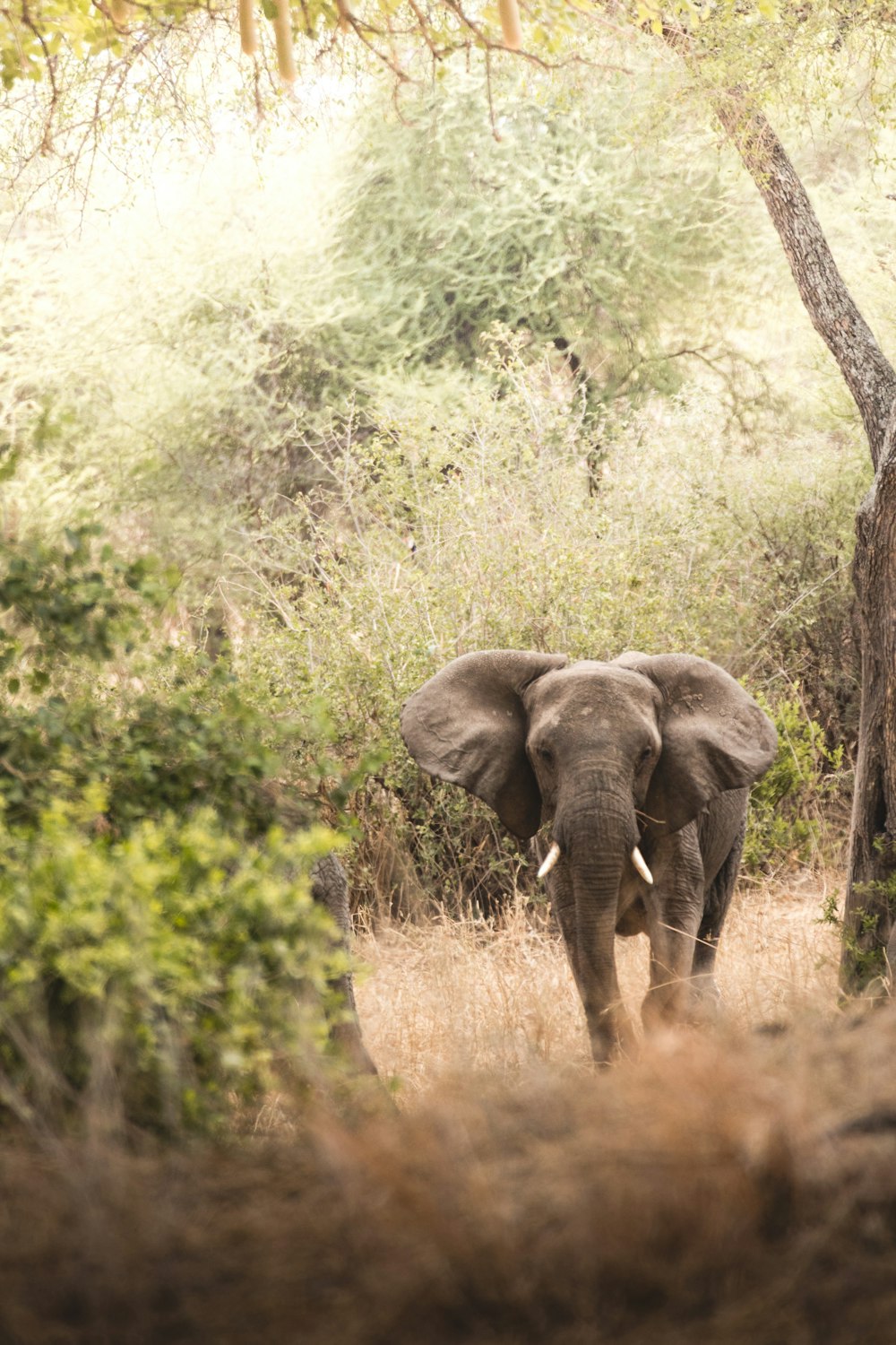an elephant is walking through the brush near a tree