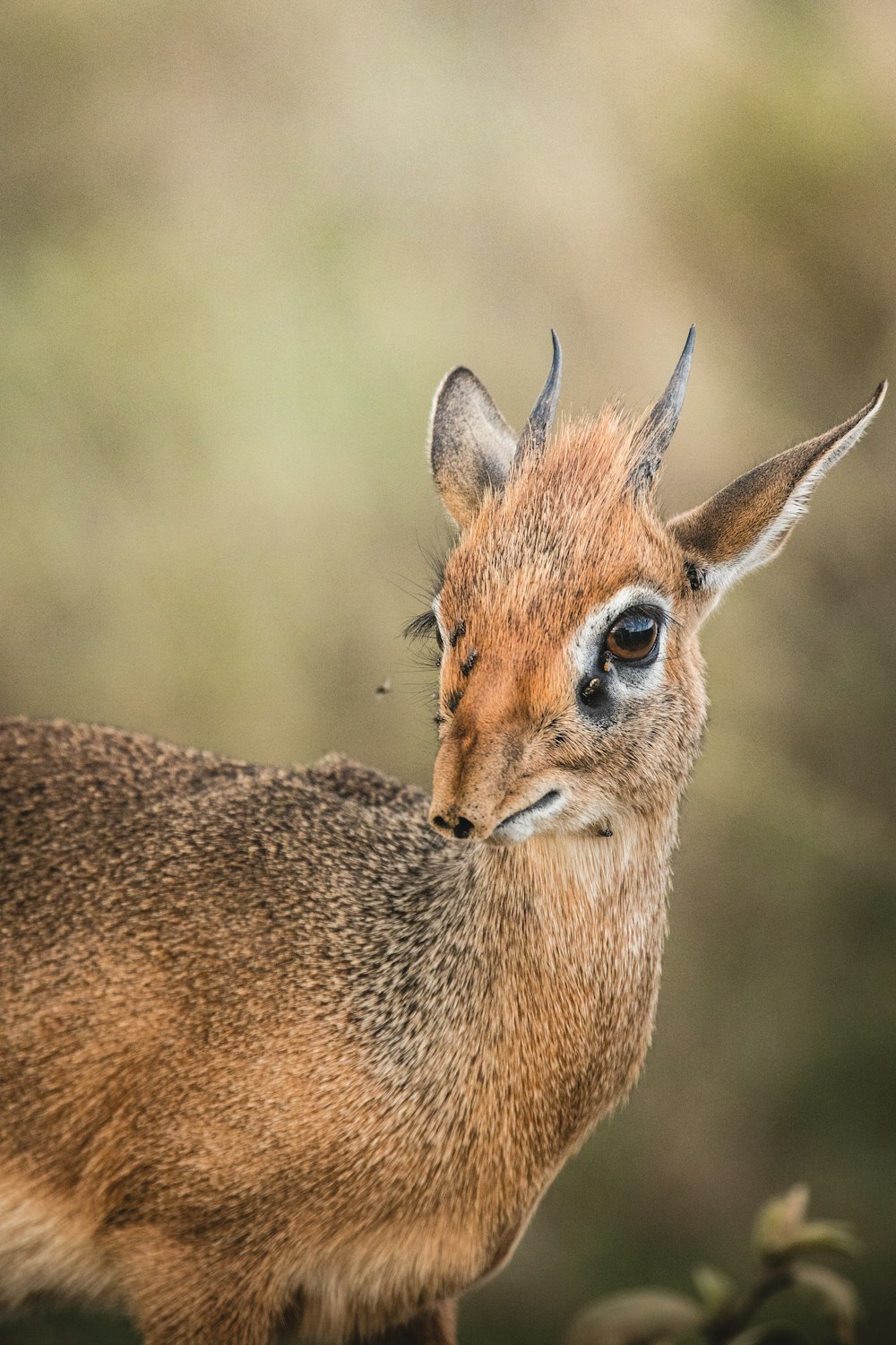 a close up of a deer with a blurry background