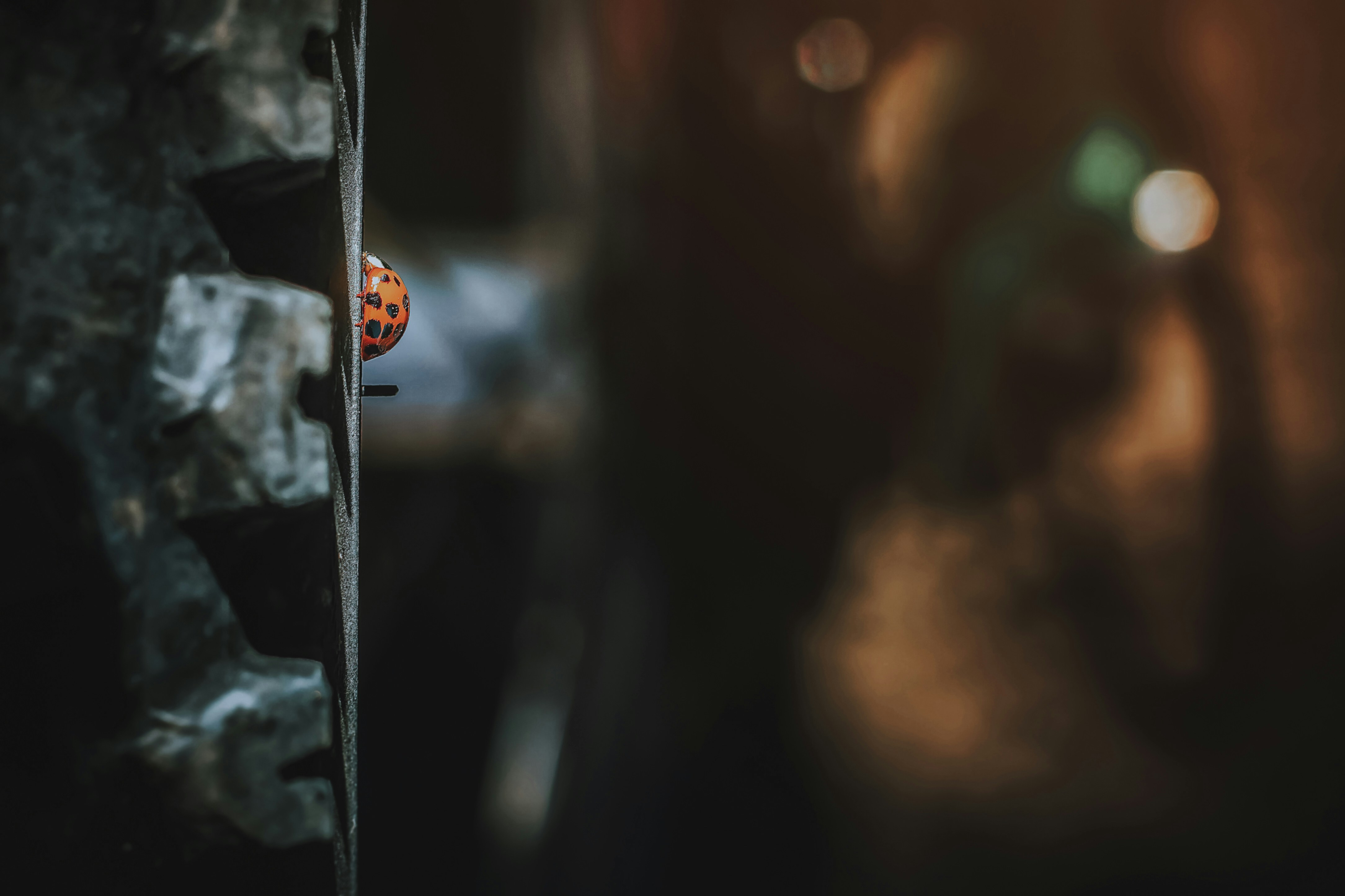 Photo by sylvester_s