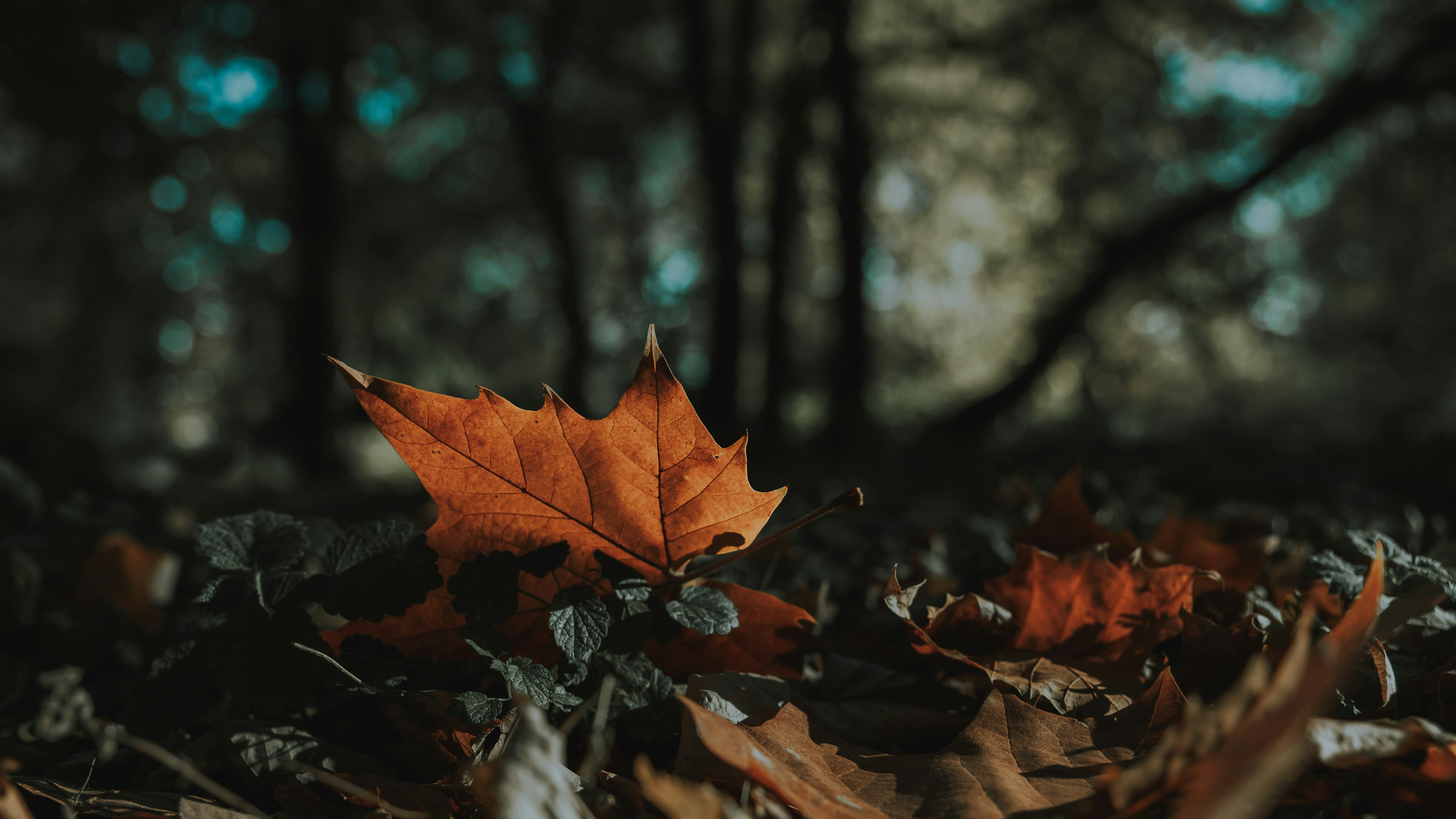 Photo by sylvester_s