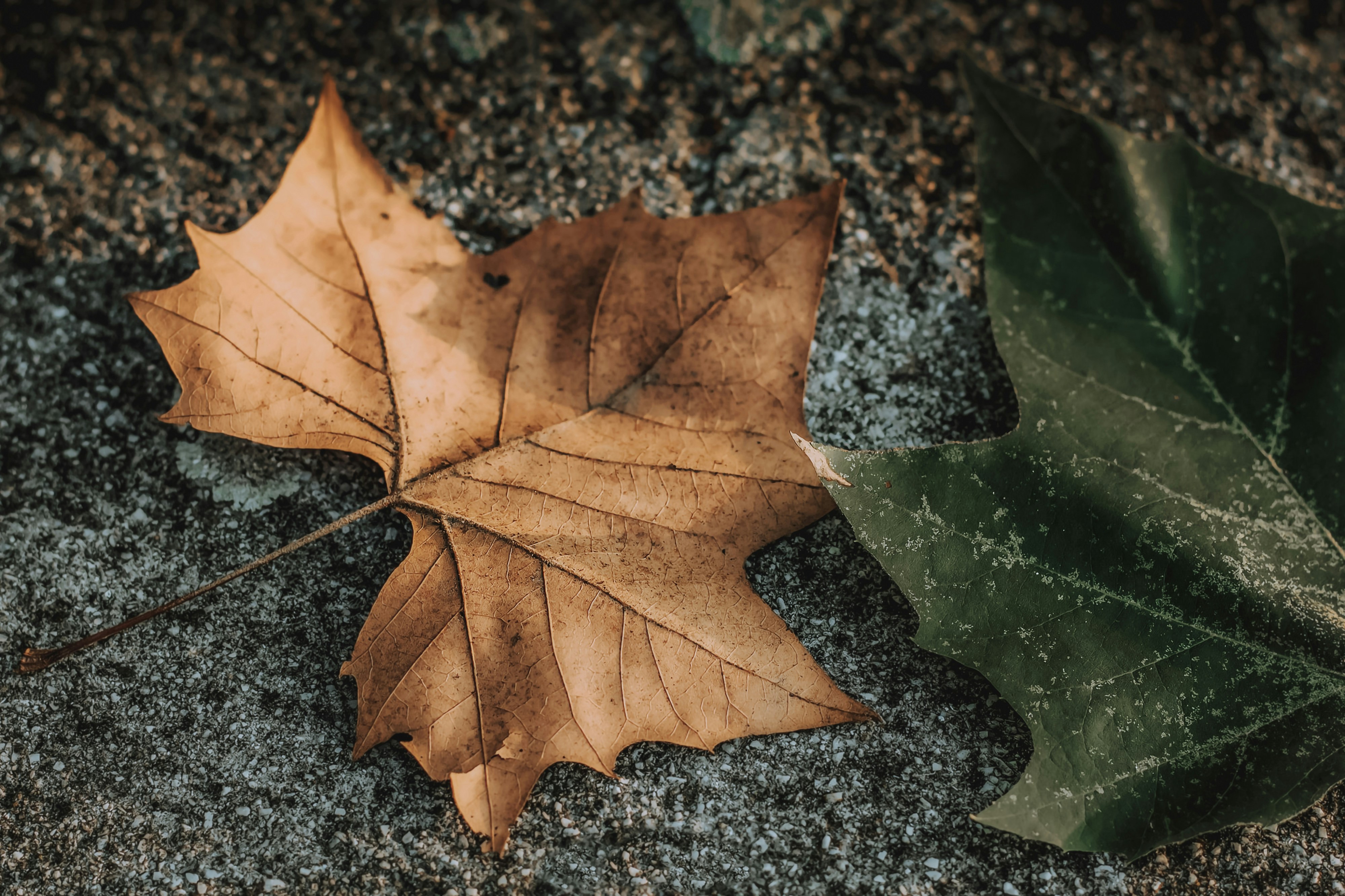 Photo by sylvester_s