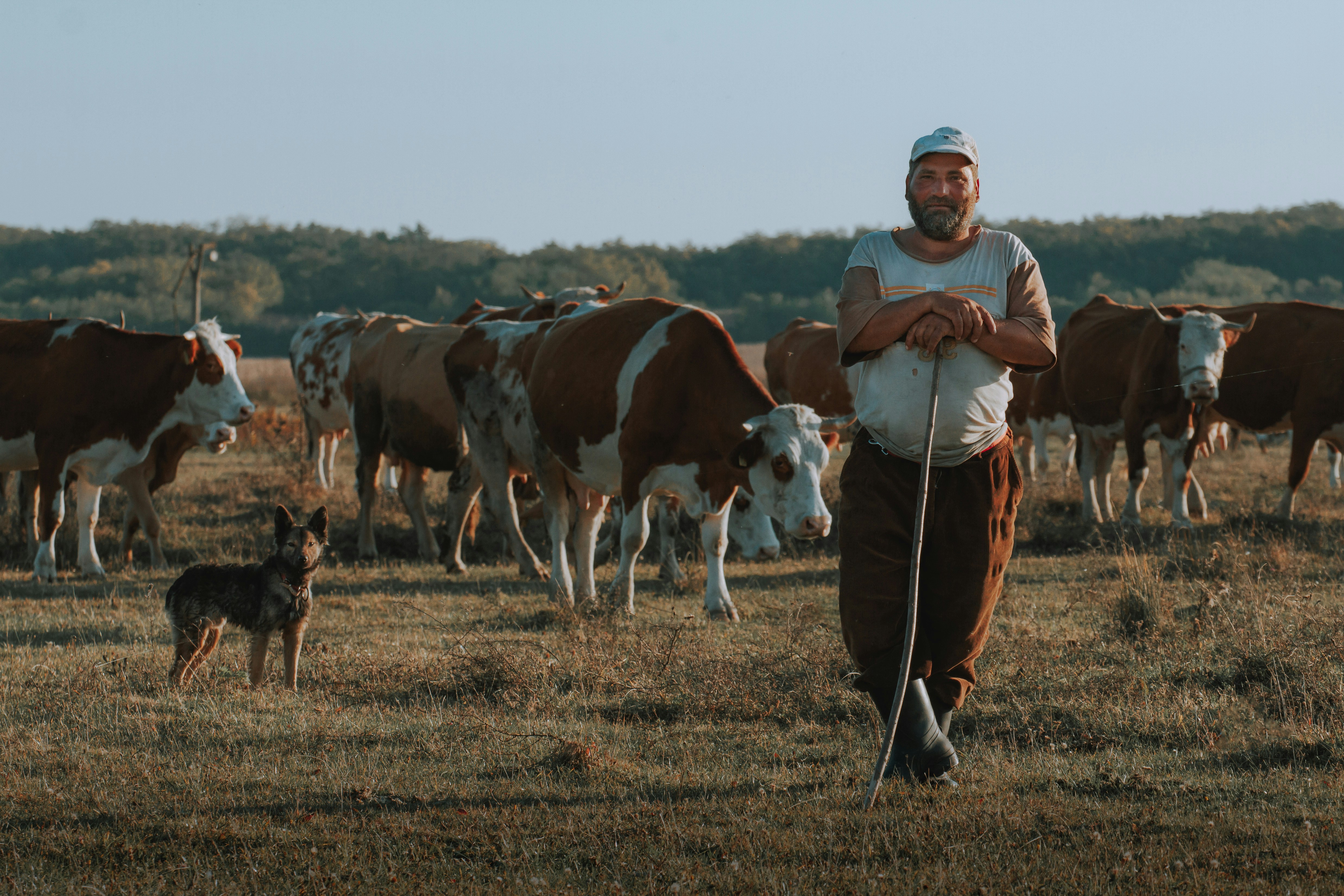 Man with cows