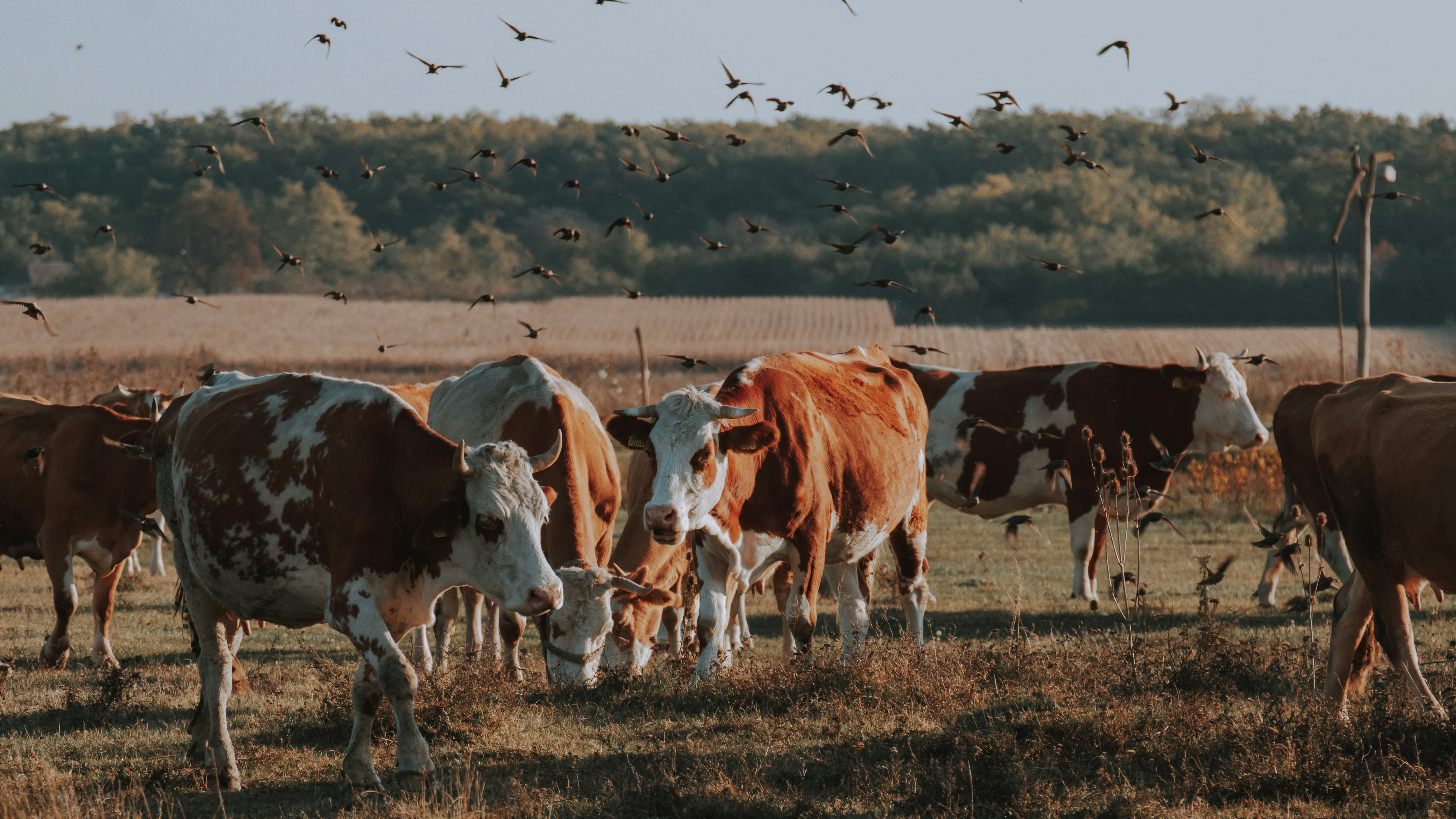 Photo by sylvester_s