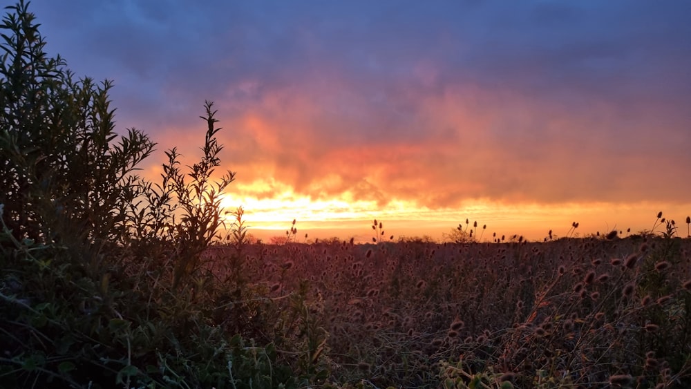 the sun is setting over a field of tall grass