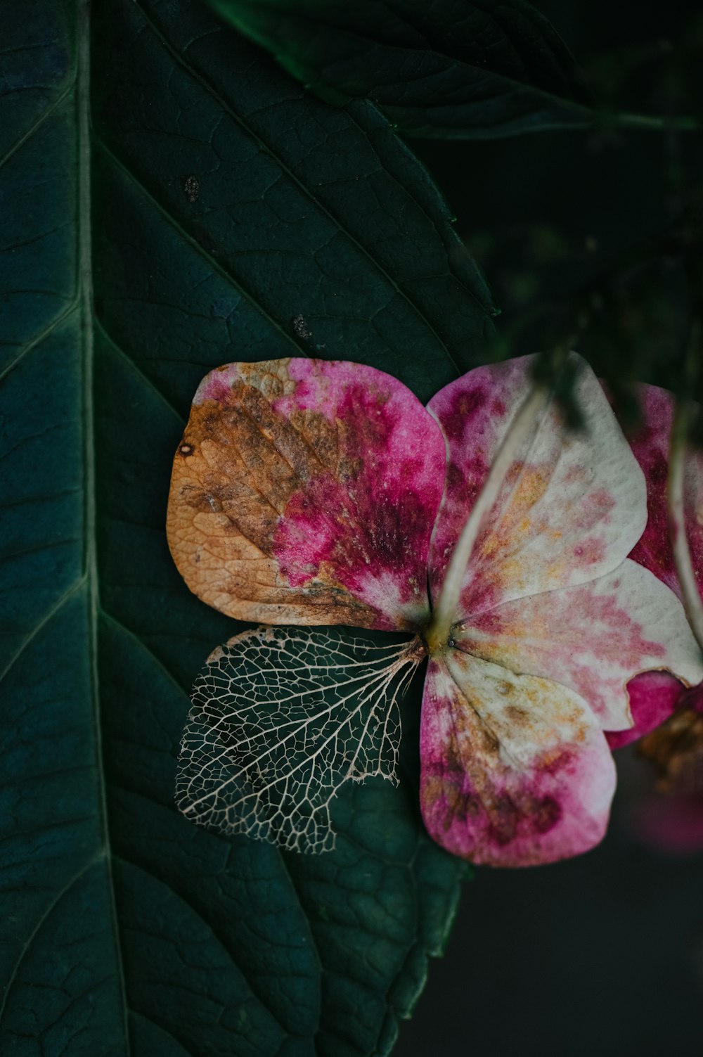 a close up of a flower on a leaf