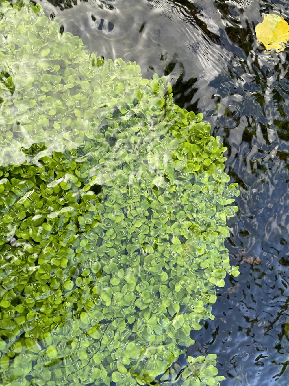 a yellow leaf floating on top of a body of water