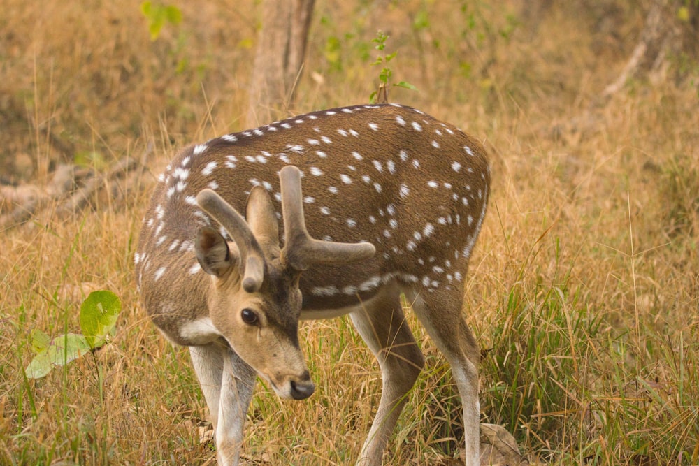 a young deer is standing in the grass