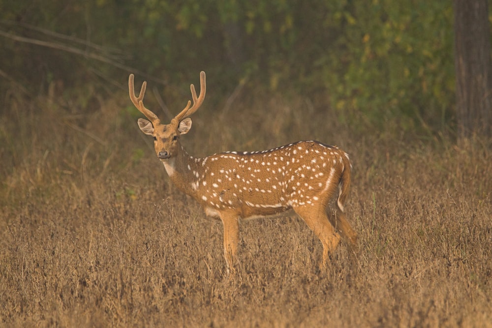 a deer standing in a field of tall grass