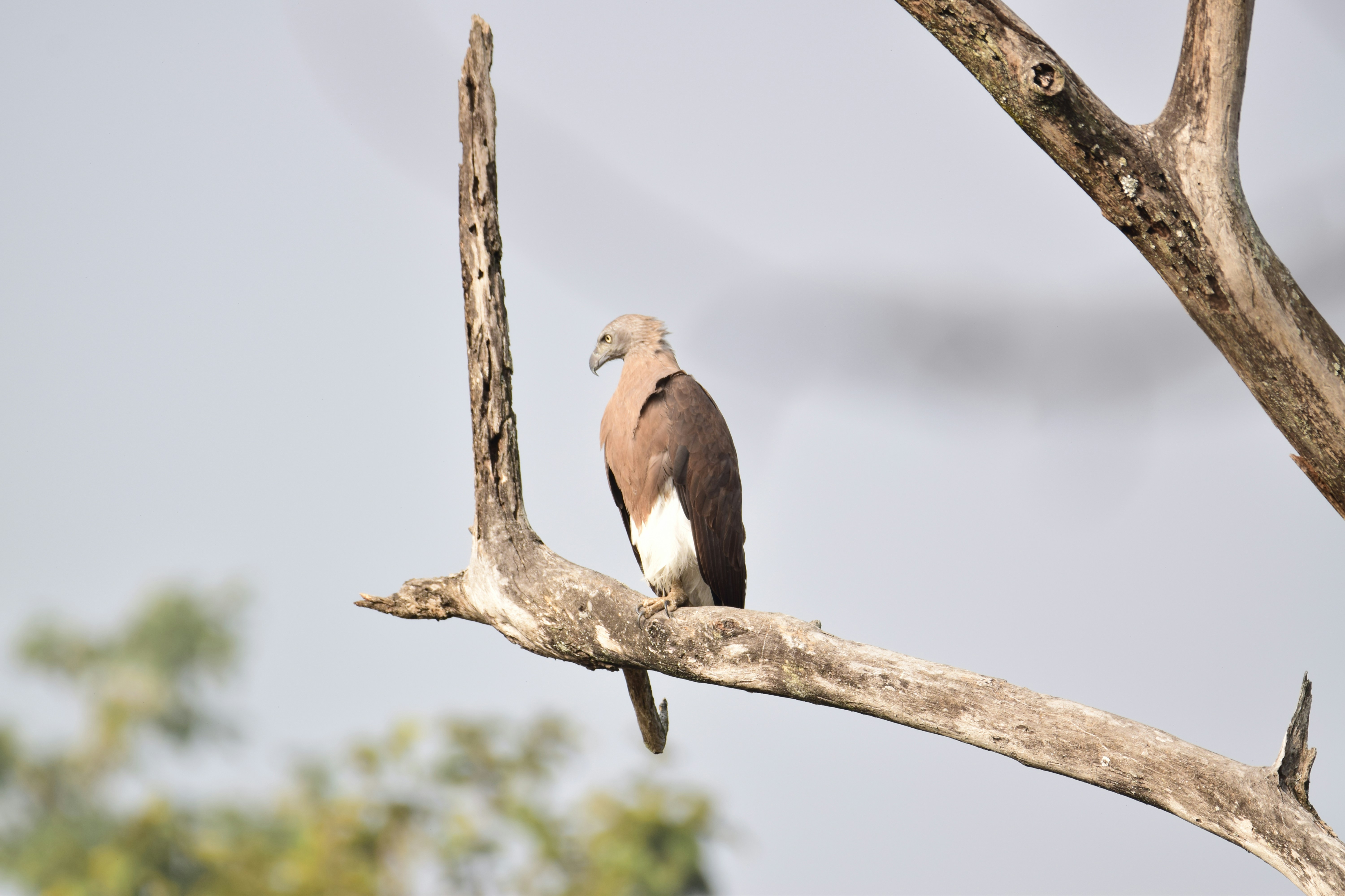 a bird perched on a branch of a tree
