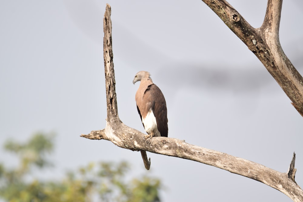 un oiseau perché sur une branche d’arbre