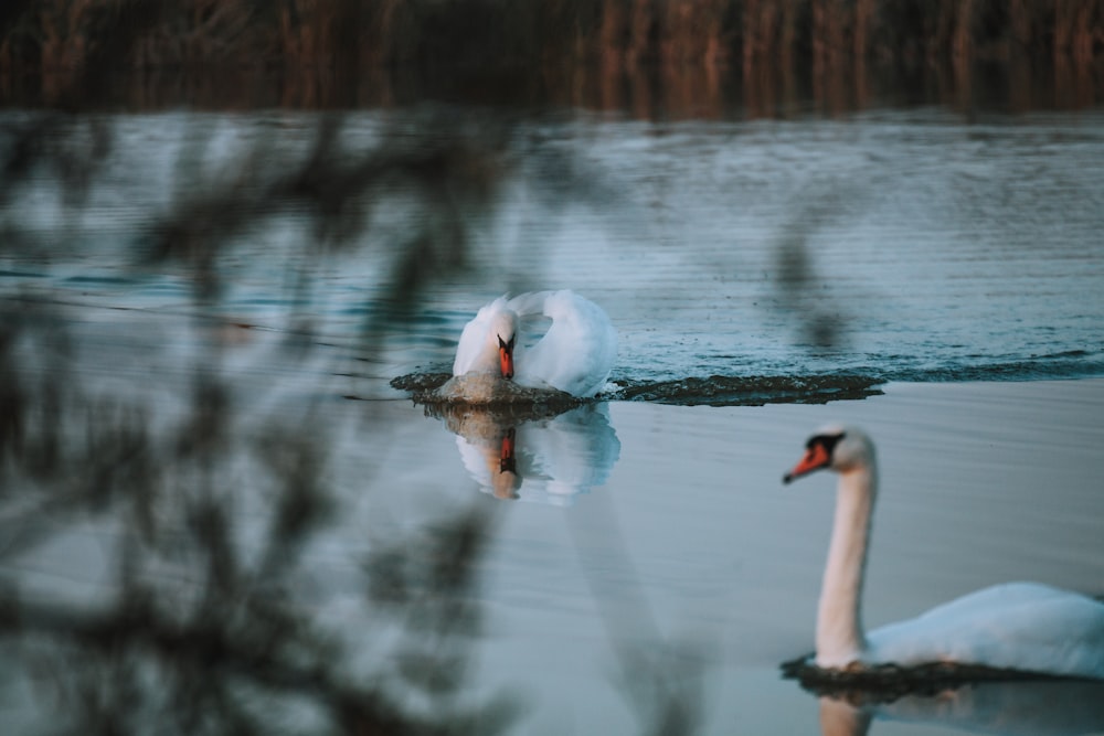 a couple of swans swimming on top of a lake