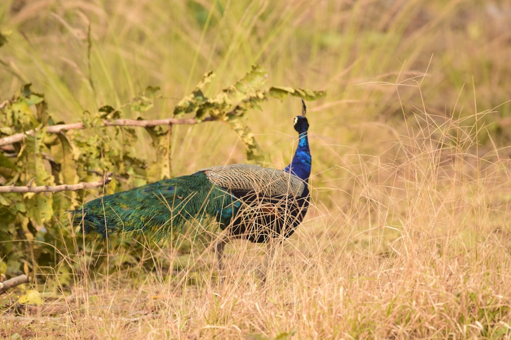 ein Pfau, der auf einem Feld mit hohem Gras steht