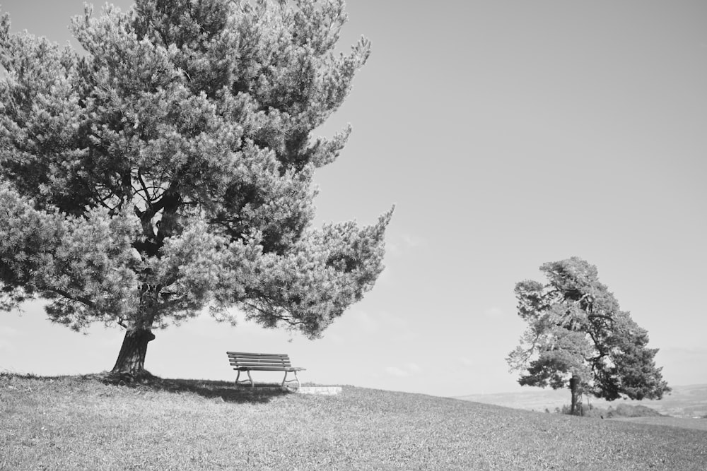 a black and white photo of a bench under a tree