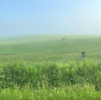 A serene early morning scene of a whitetail buck standing alert in a misty field bordered by dense woods.