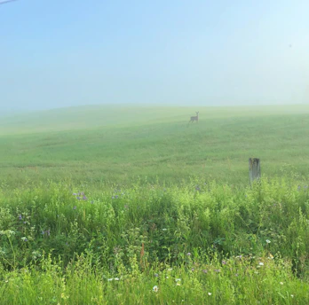 A serene early morning scene of a whitetail buck standing alert in a misty field bordered by dense woods.
