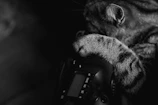 Close-up of a cat paw touching a digital ebook on a smartphone.