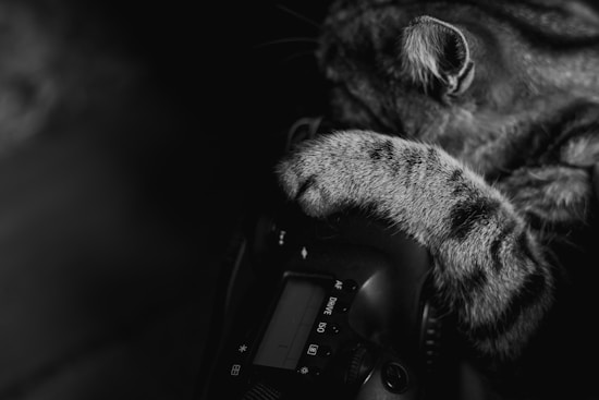 A close-up black and white photo featuring a cat's paw resting on a digital camera. The fur is sharply detailed, showing striped patterns on the paw. The camera is partially visible, with part of its screen and some buttons.