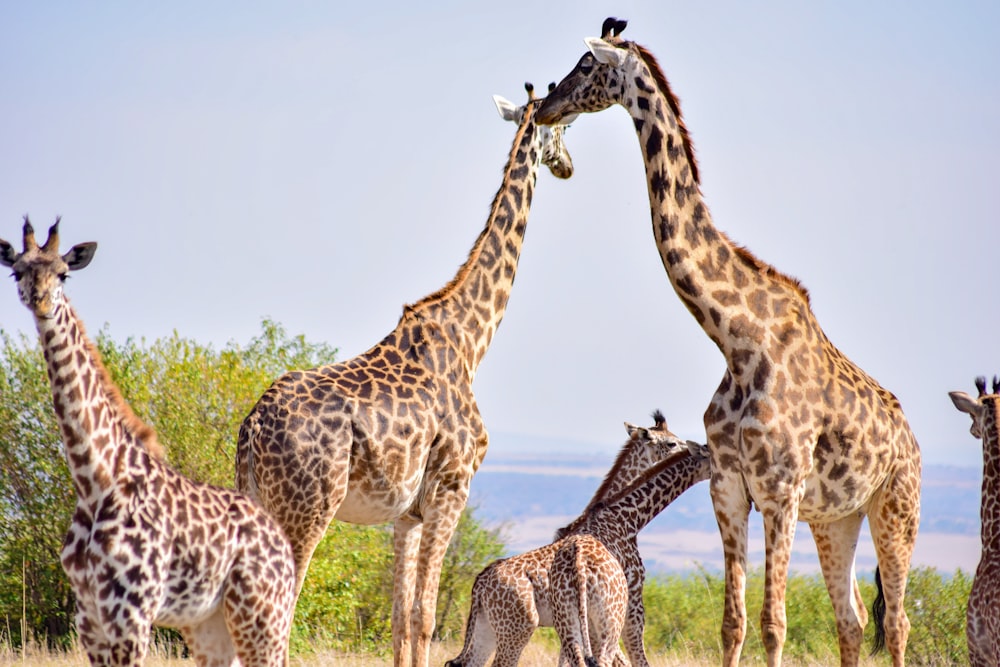 a herd of giraffe standing on top of a grass covered field