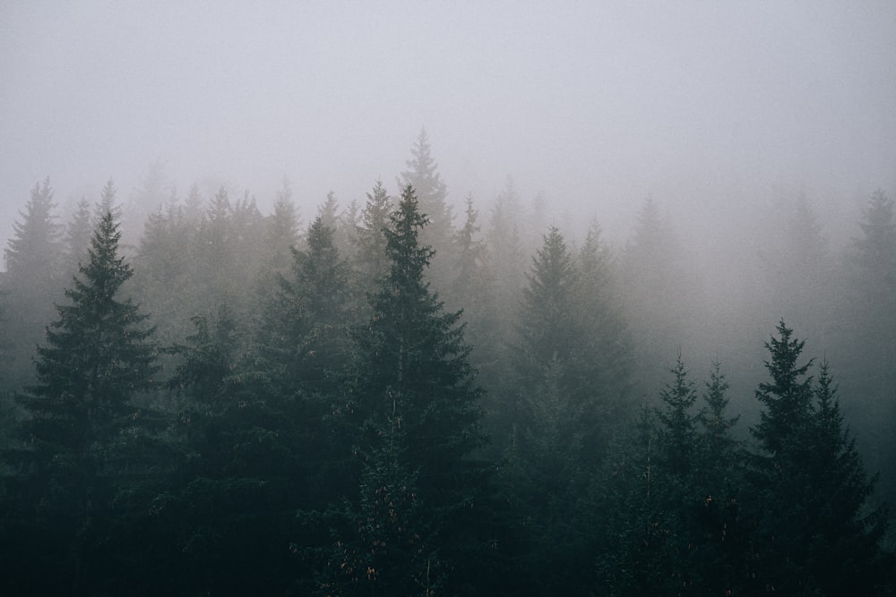 a foggy forest filled with lots of trees