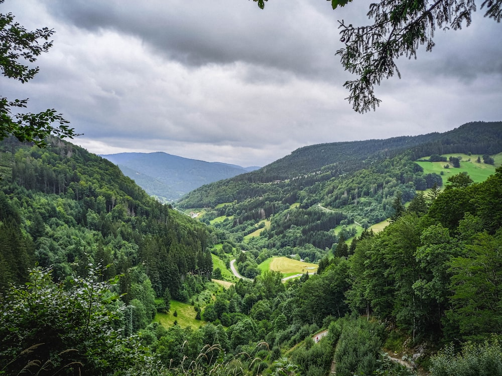 a view of a valley in the middle of a forest