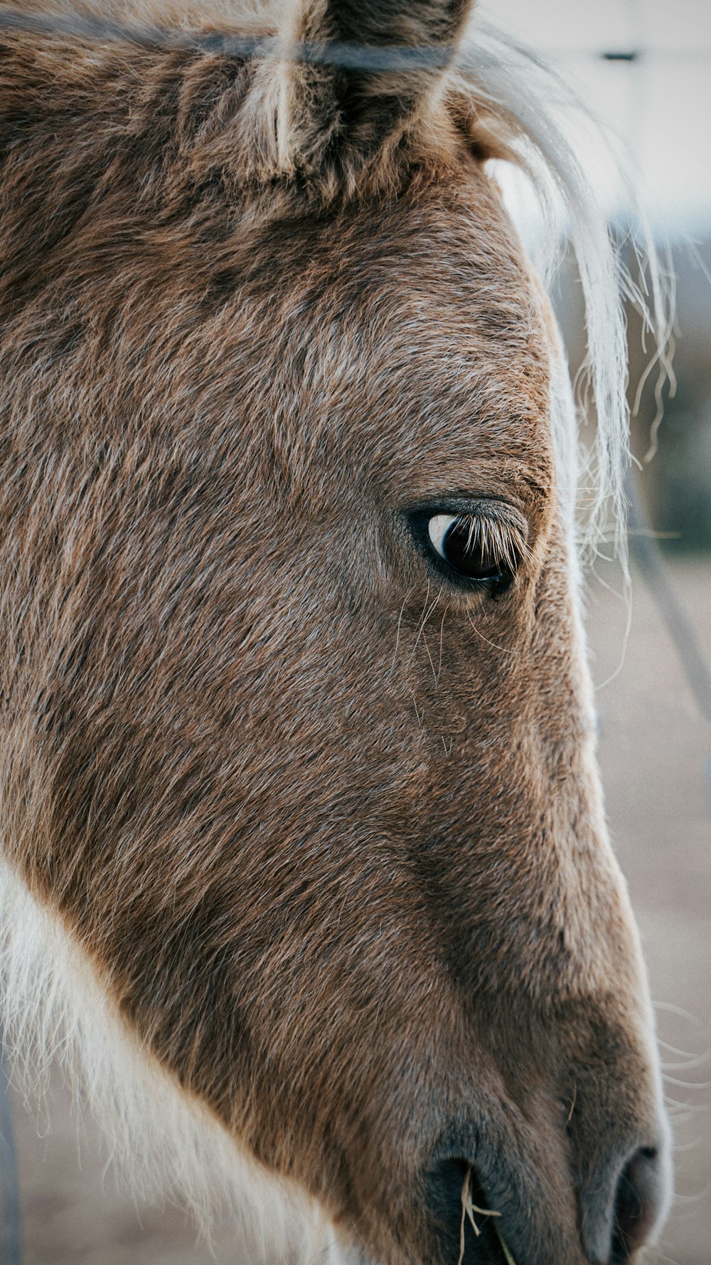 a close up of a horse behind a fence