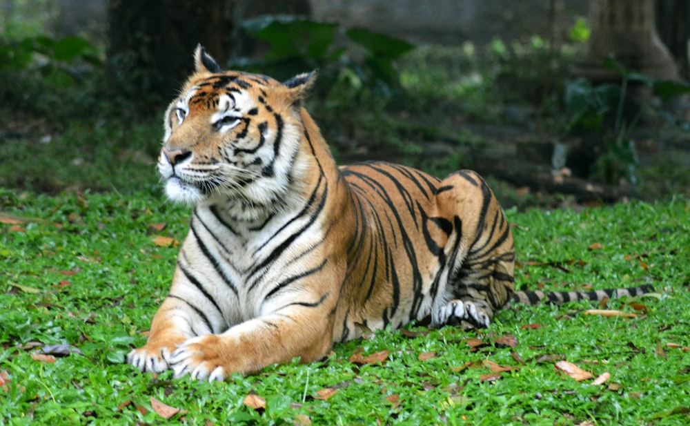 a tiger laying in the grass with its eyes closed