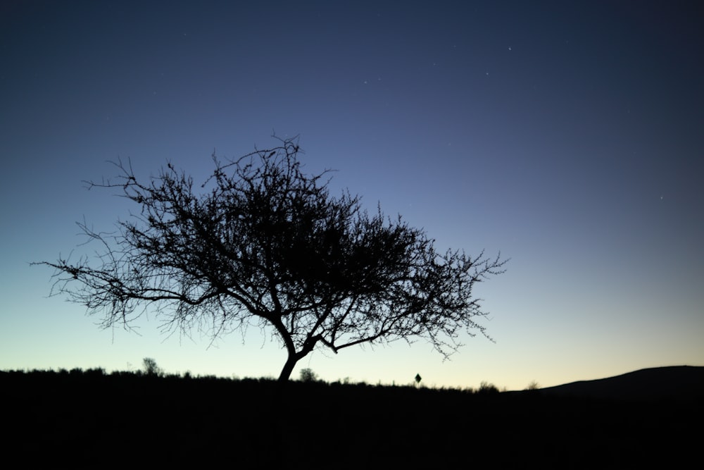 a silhouette of a tree against a blue sky