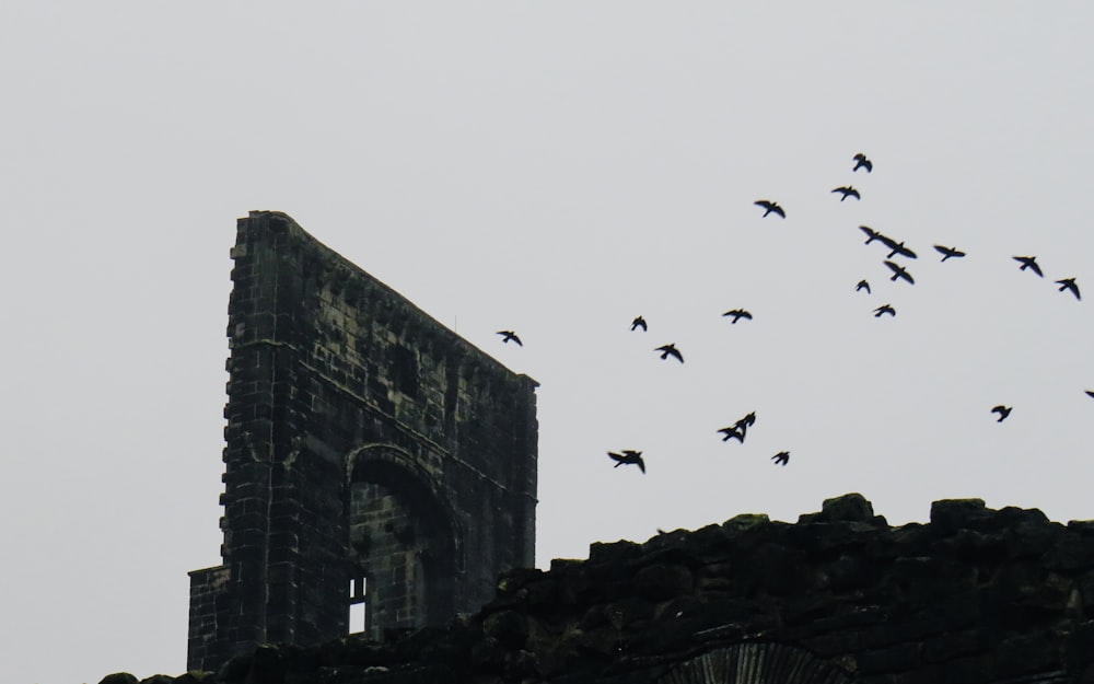 a flock of birds flying over an old building