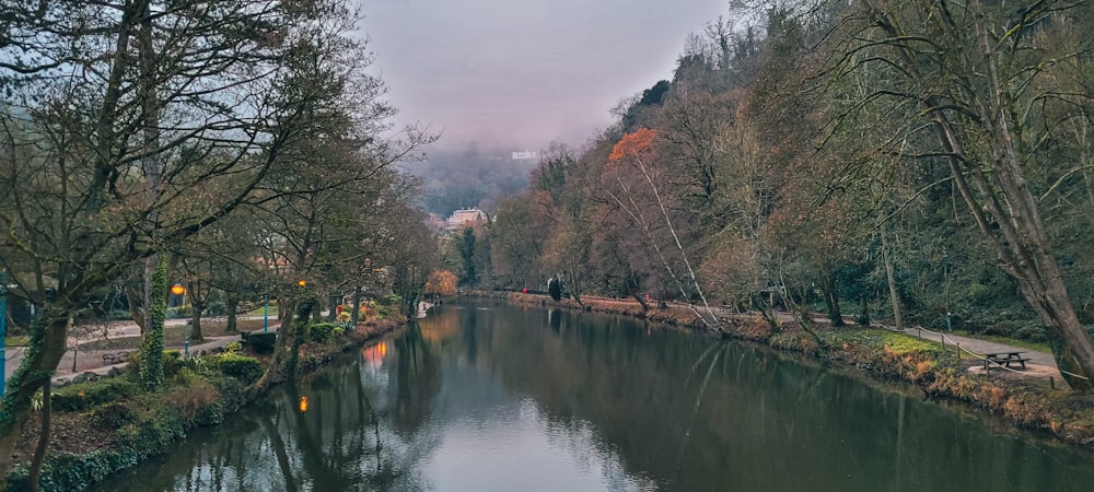 Un fiume che attraversa una foresta piena di alberi