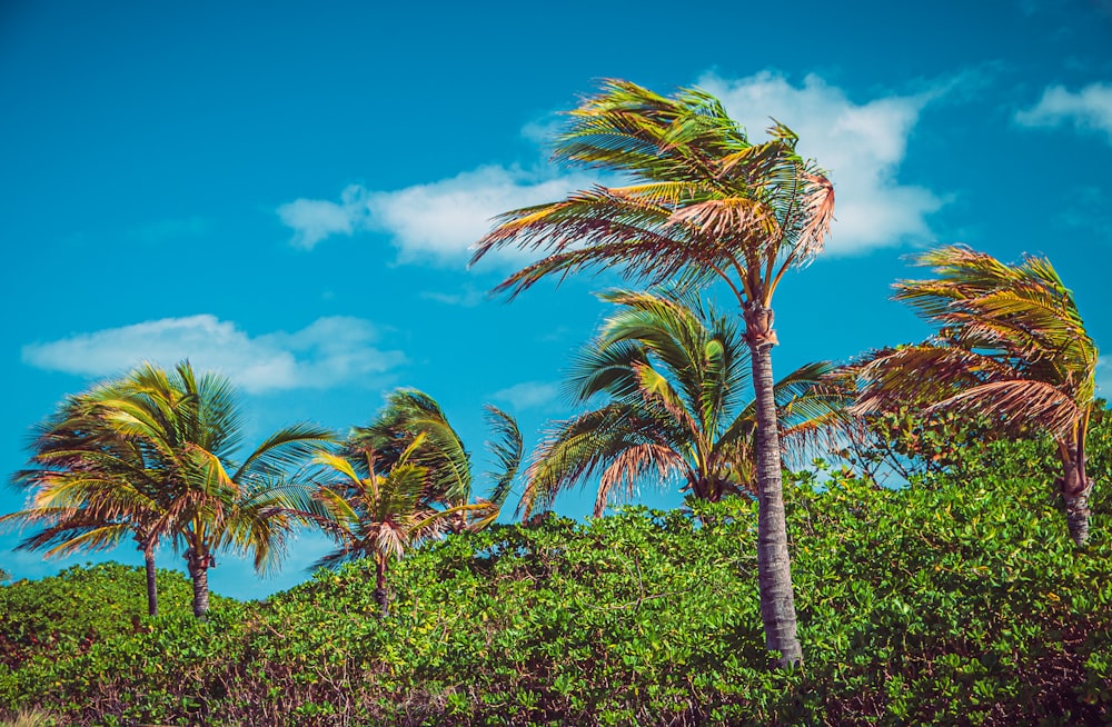 a group of palm trees blowing in the wind