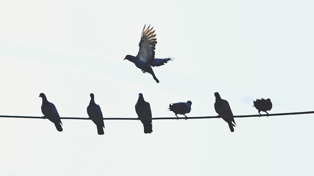 a flock of birds sitting on top of a power line