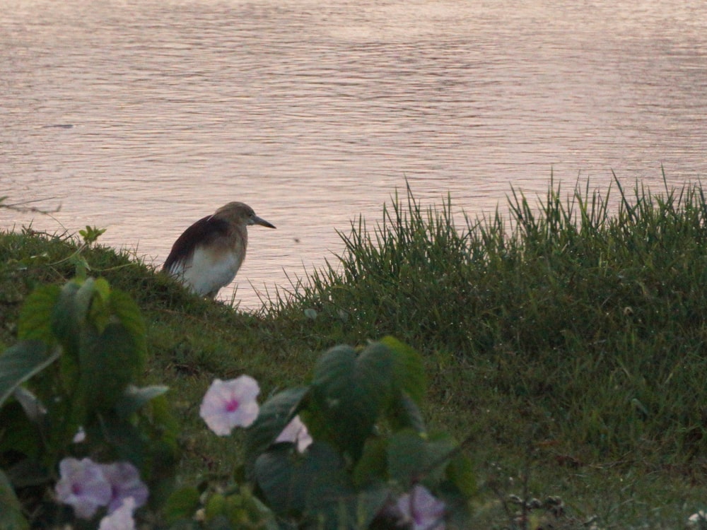 a bird sitting on the grass near a body of water