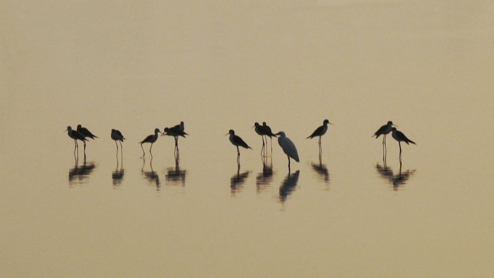 a group of birds standing on top of a body of water