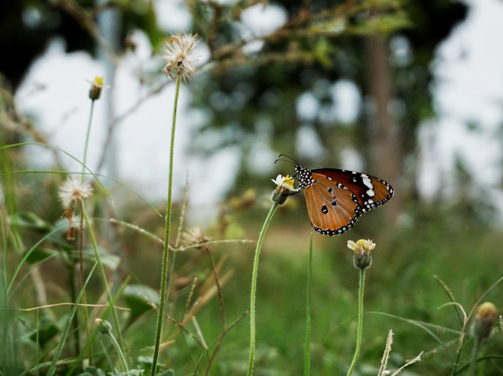 a butterfly that is sitting on a flower