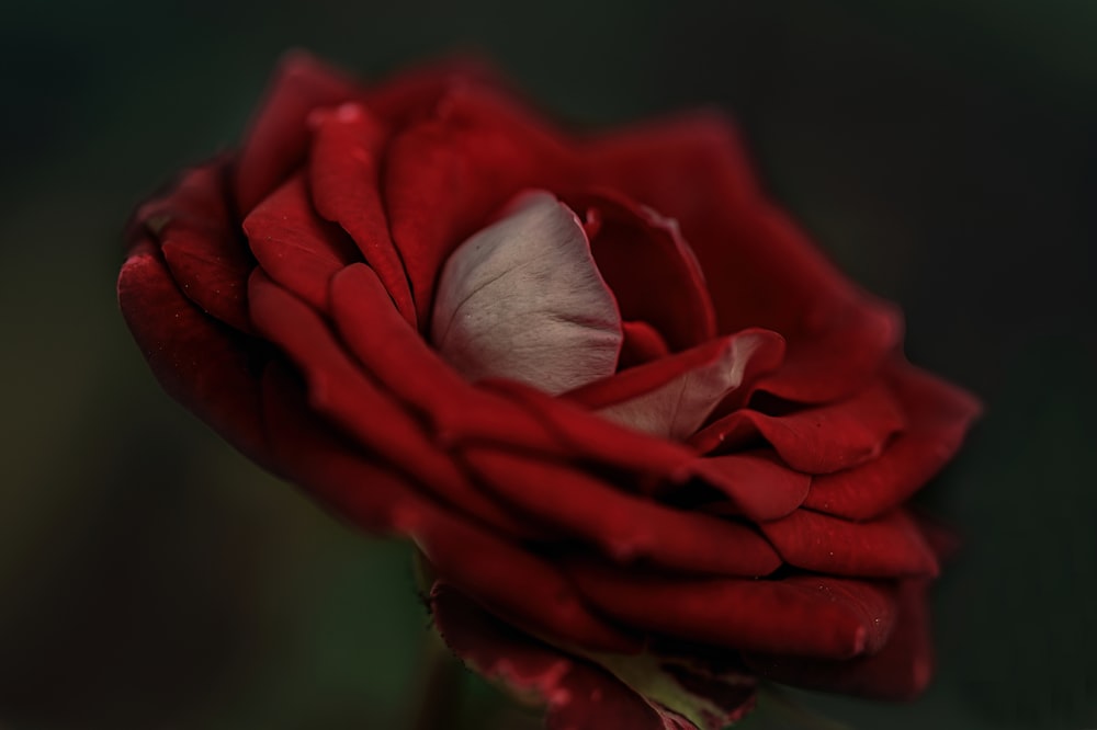 a close up of a red rose with a green background