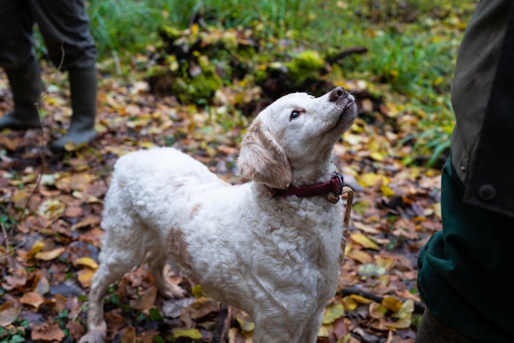 a white dog standing on top of a leaf covered ground