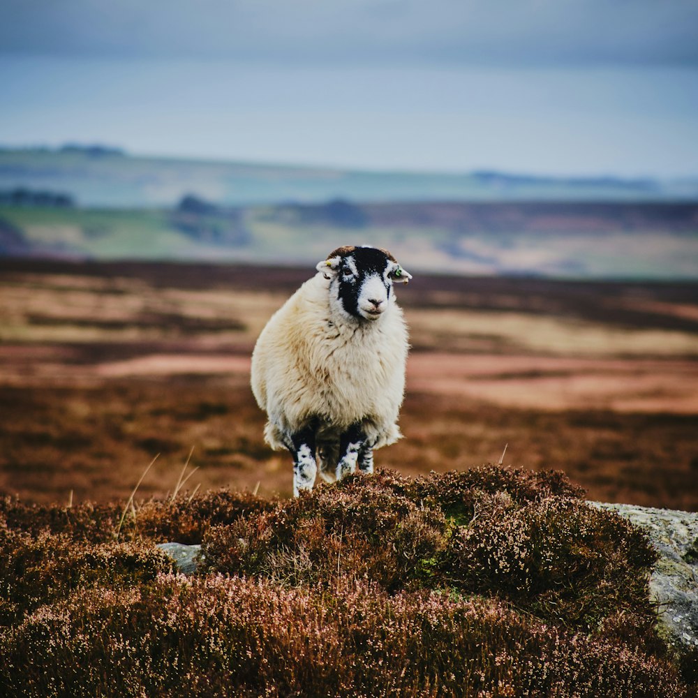 a sheep standing on top of a grass covered hill