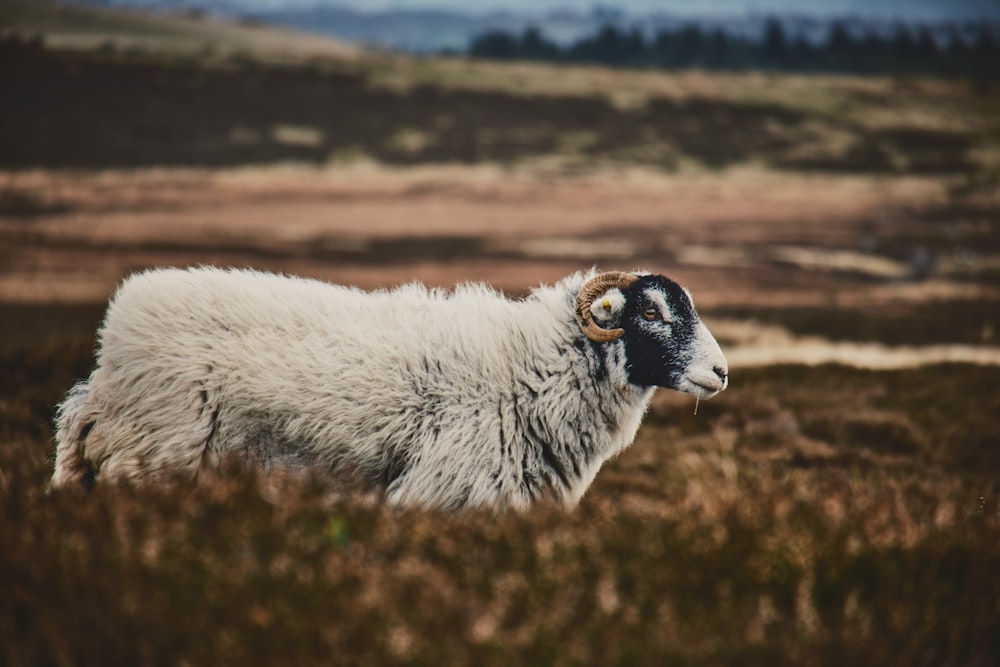 a white goat standing on top of a grass covered field