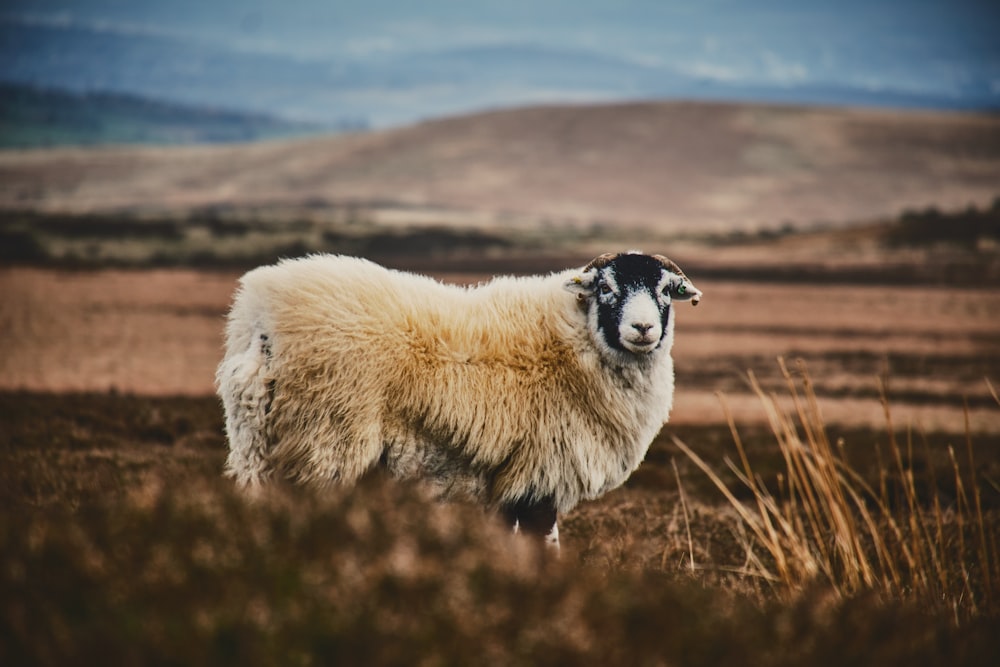 a sheep standing in a field with mountains in the background