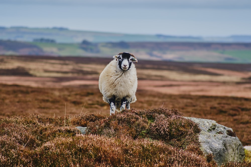 a sheep standing on top of a grass covered hill