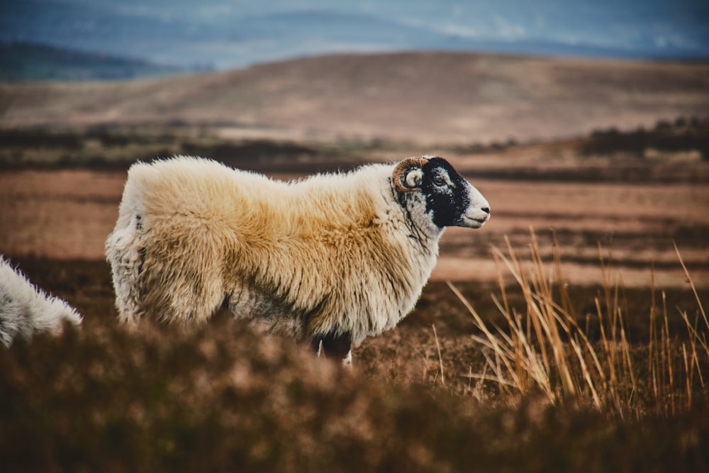 a sheep standing in a field with mountains in the background