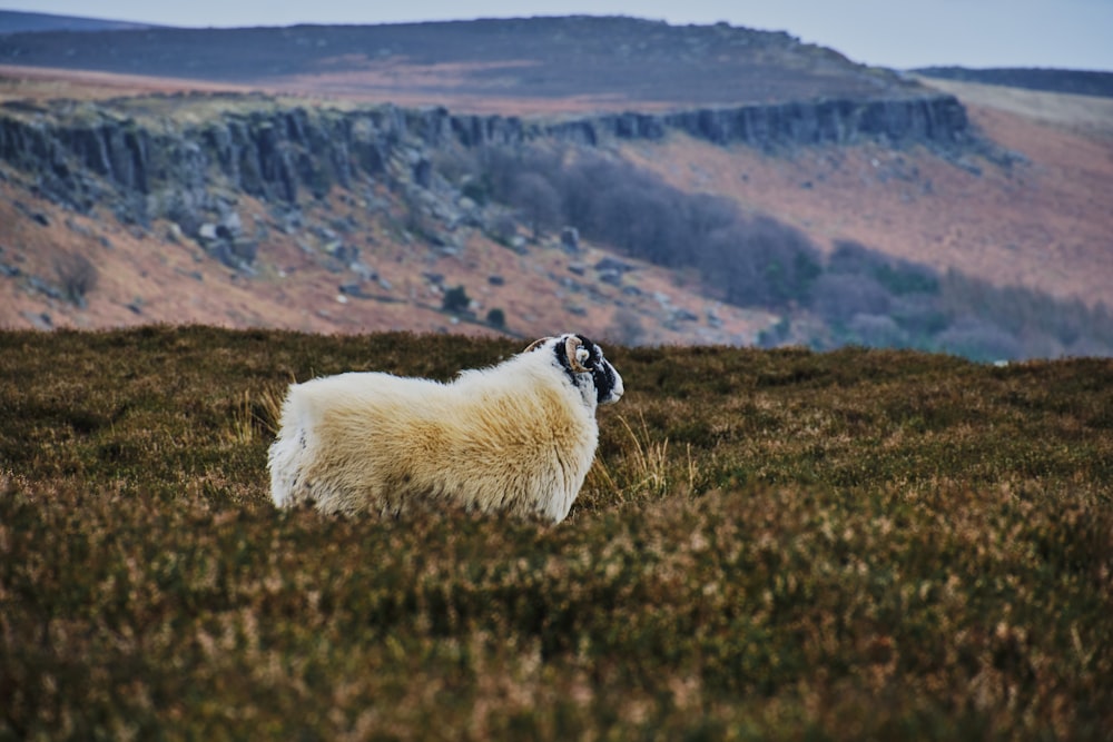 a sheep standing on top of a grass covered hillside