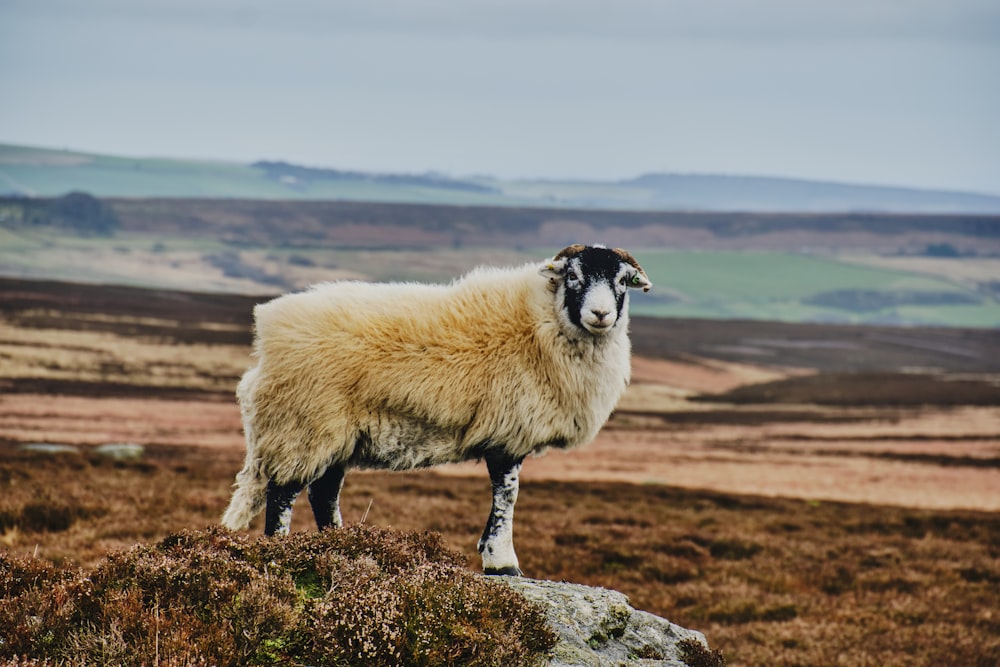 a sheep standing on top of a grass covered hill