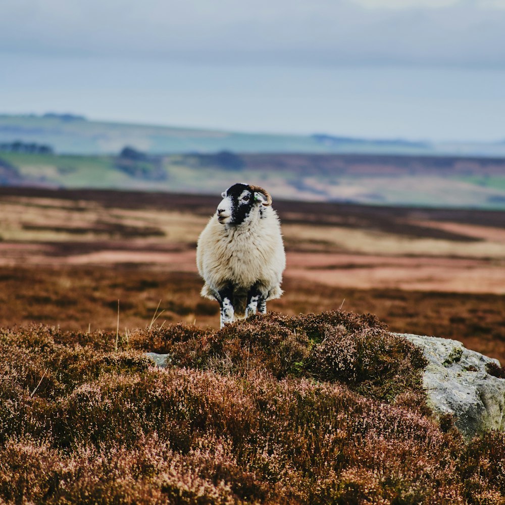 a sheep standing on top of a grass covered hill
