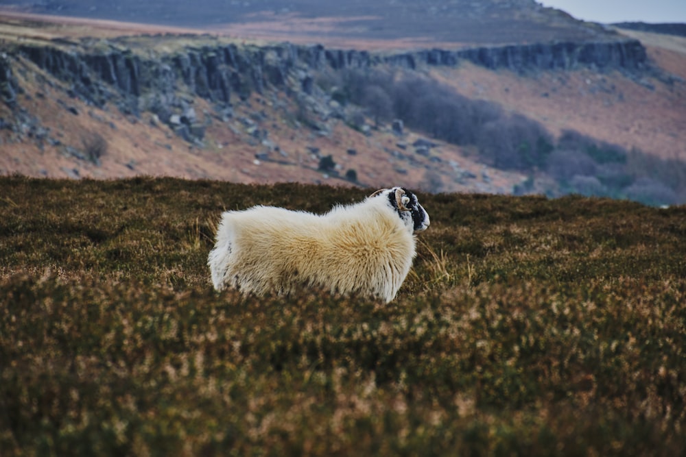 a sheep standing on top of a grass covered hillside