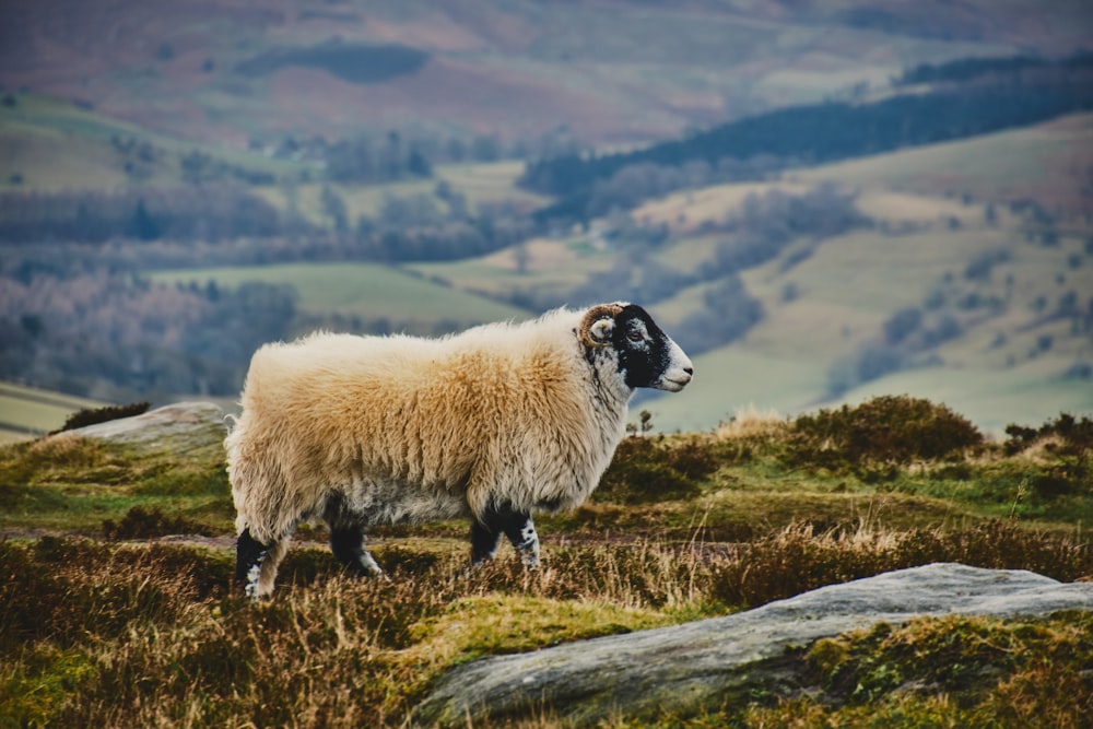 a sheep standing on top of a grass covered hillside