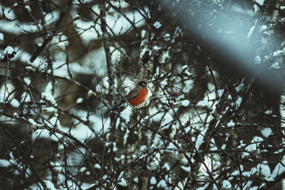 a small red bird sitting on top of a tree